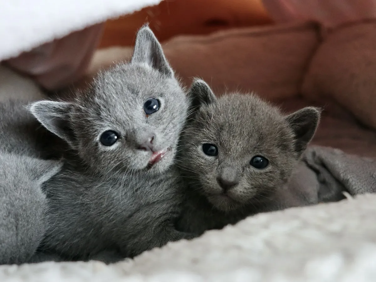 Russian Blue Kittens - GCCF registered - Dublin - Image 1