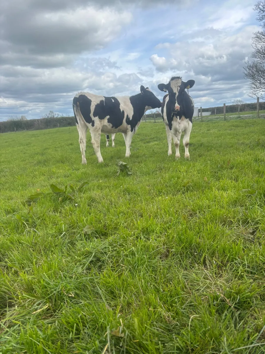 Maidan heifers - Image 2