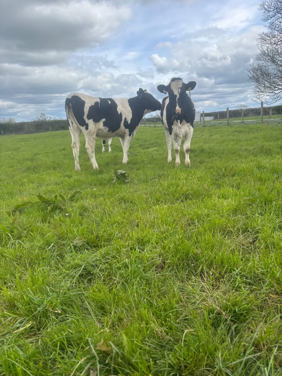 Maidan heifers - Image 3