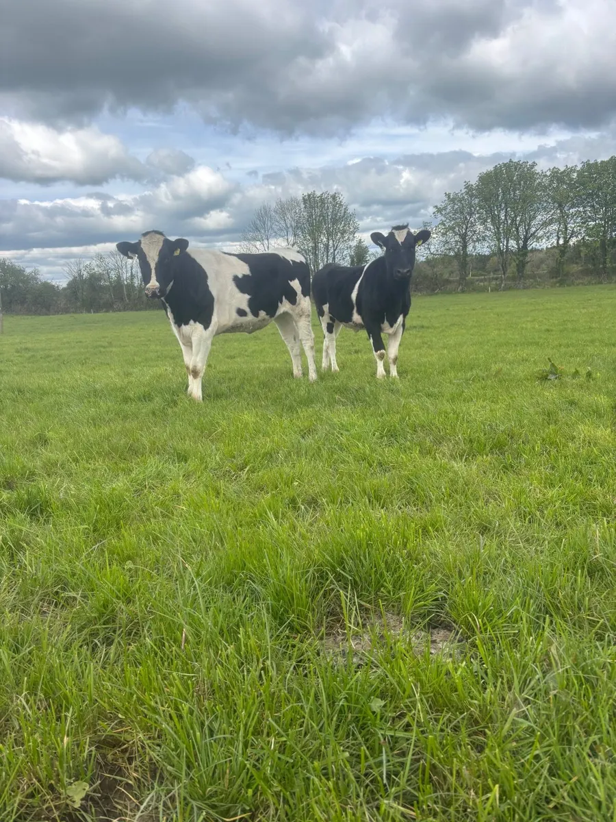 Maidan heifers - Image 1