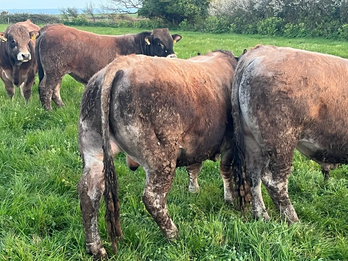 Aubrac bulls - Image 4