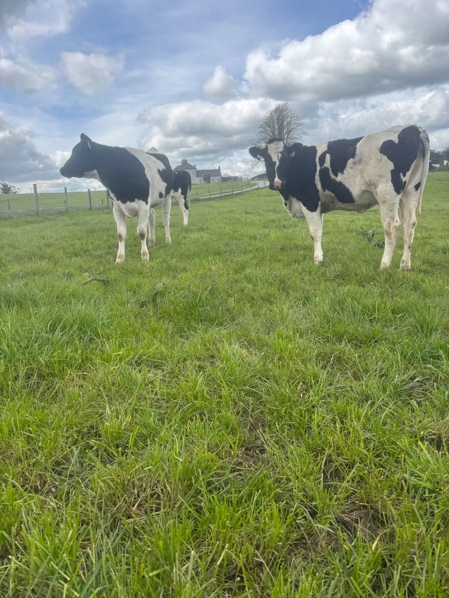 Maidan heifers - Image 4