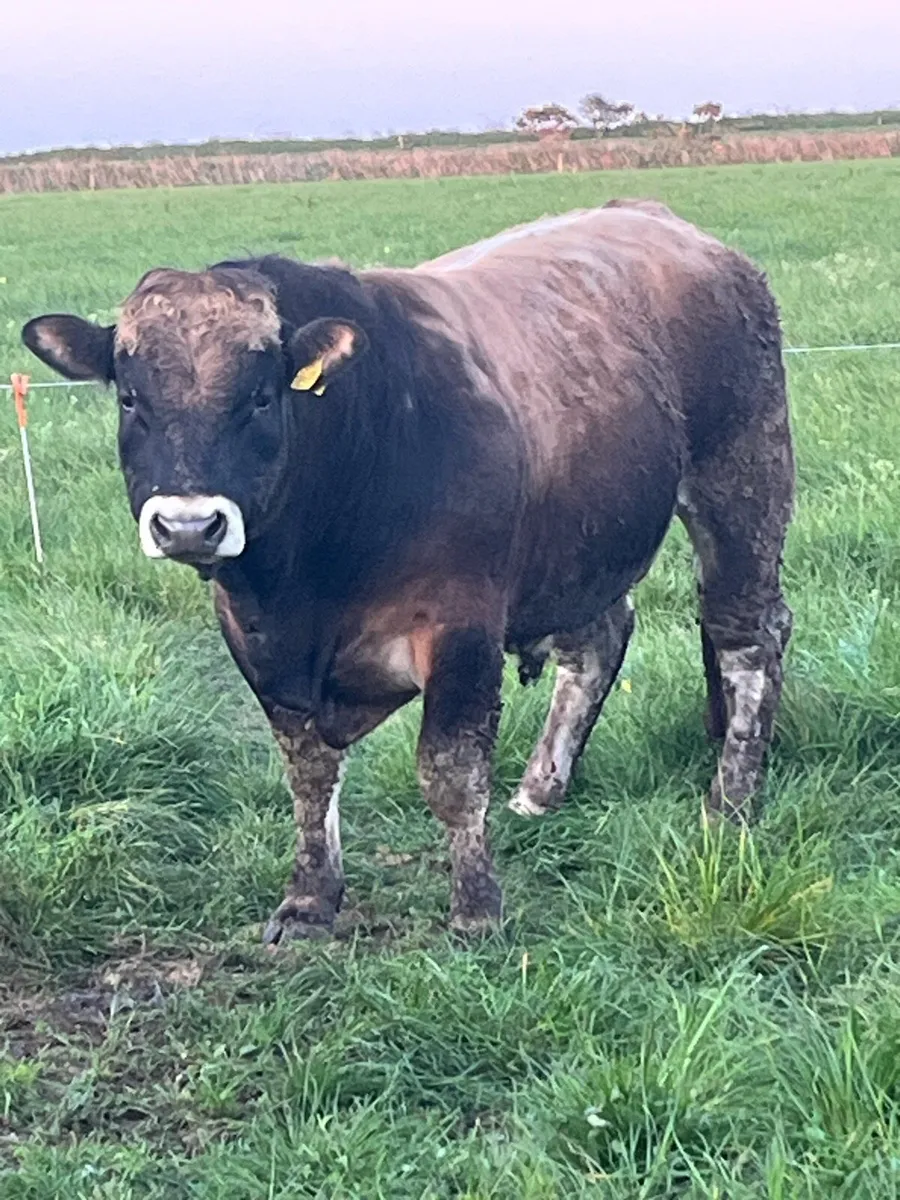 Aubrac bulls - Image 1