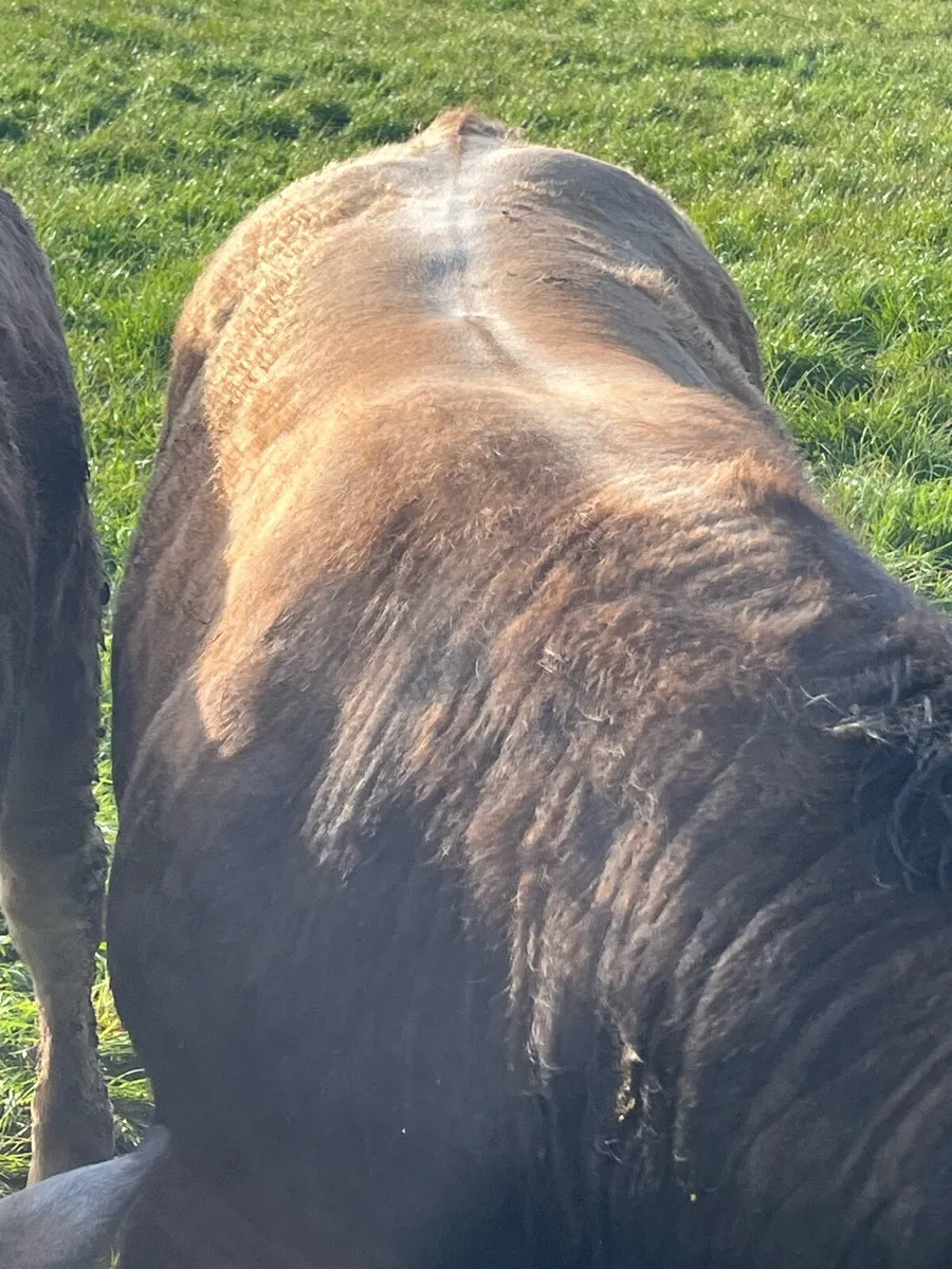 Aubrac bulls - Image 2