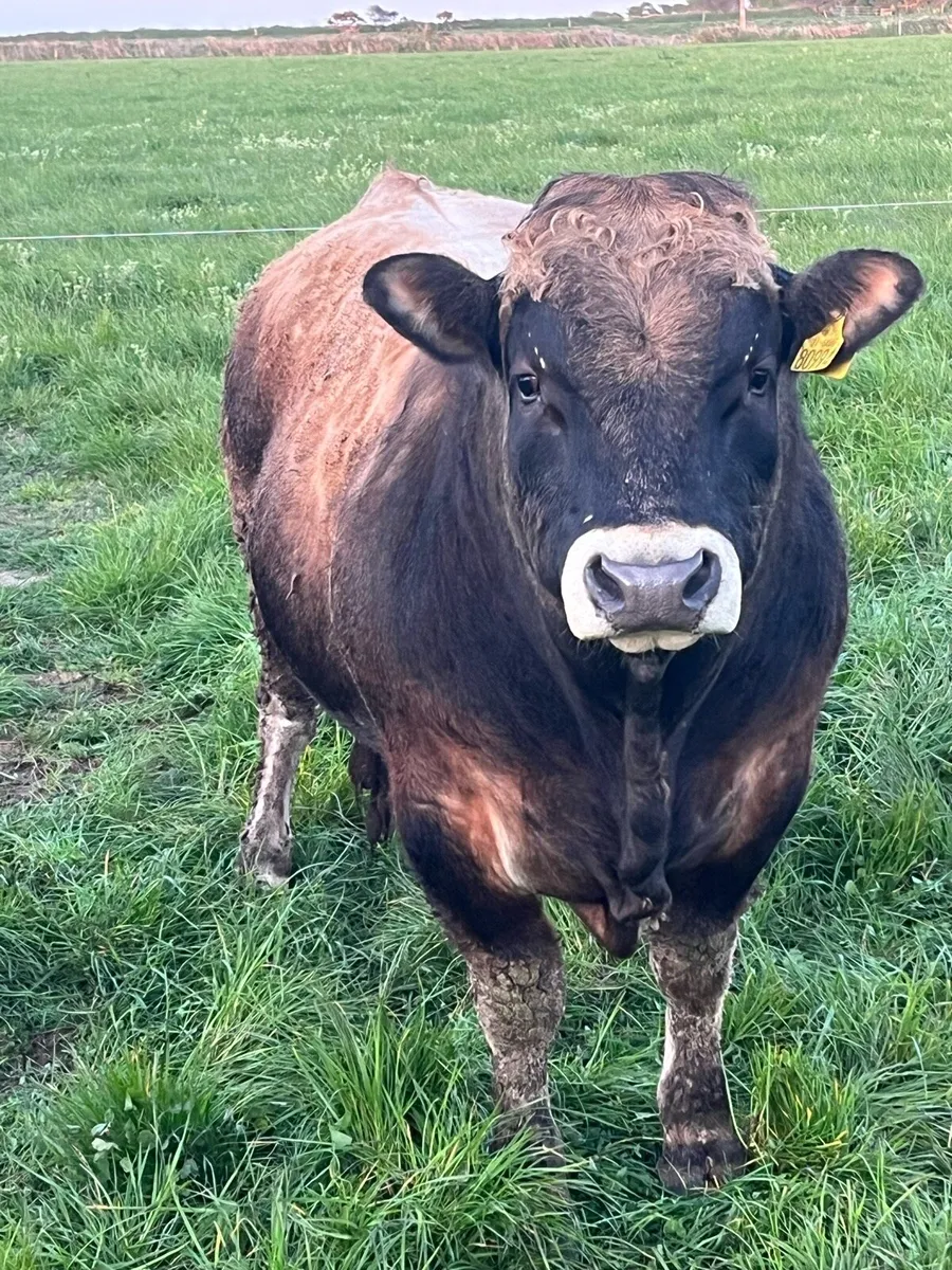 Aubrac bulls - Image 3