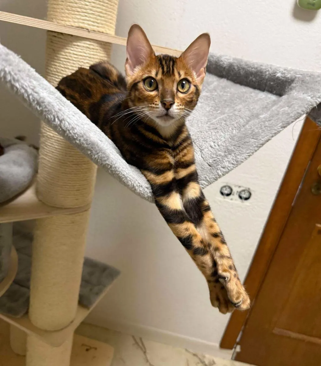 Amazing Purebred Bengal kittens 😸 😍 - Image 2