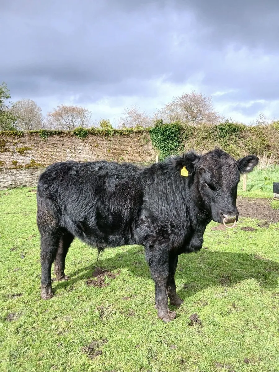 5 Star Pedigree Angus Bull - Image 1