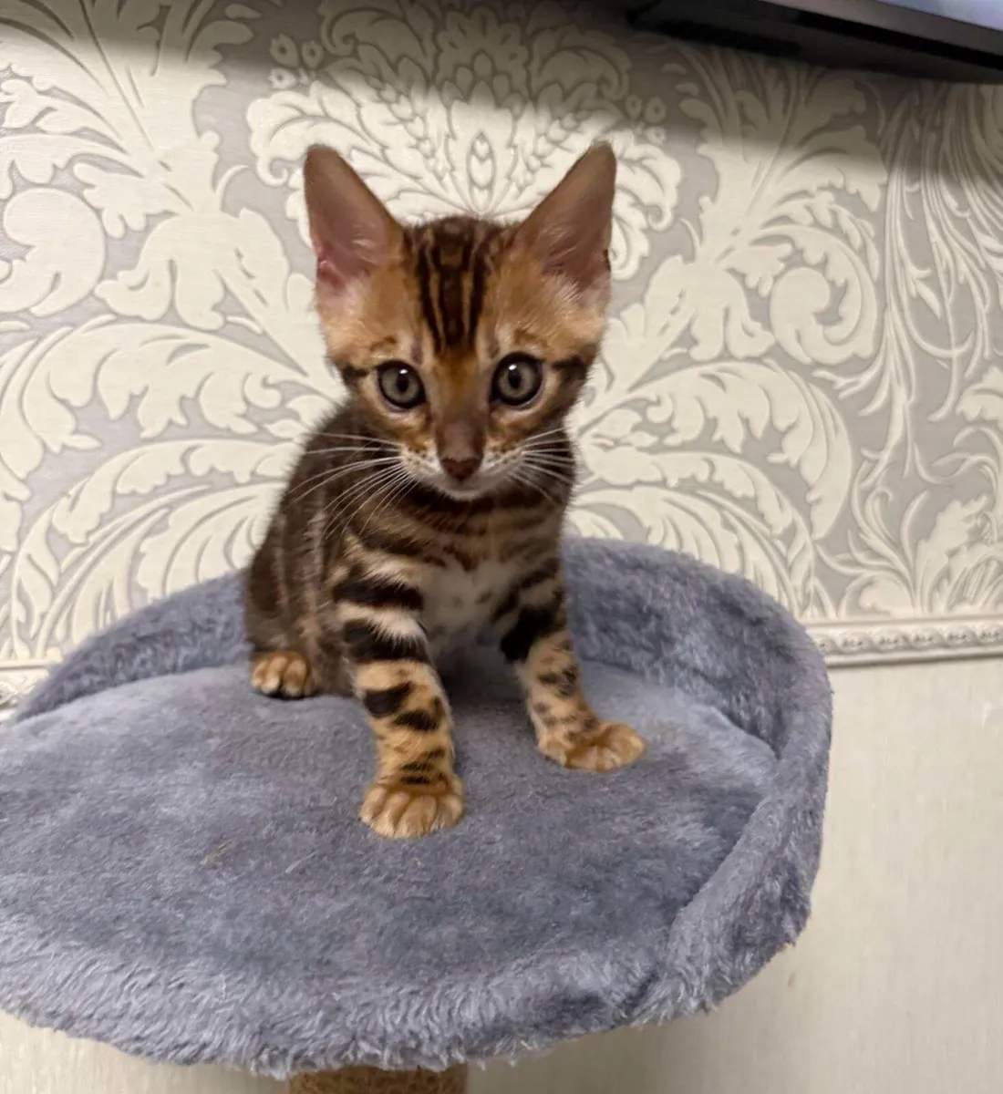 Amazing Purebred Bengal kittens 😸 😍 - Image 4