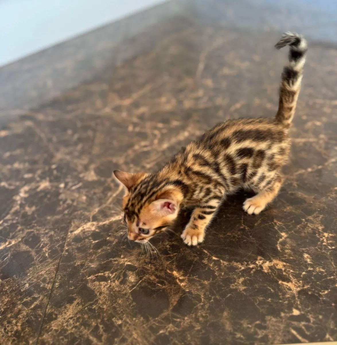 Amazing Purebred Bengal kittens 😸 😍 - Image 3