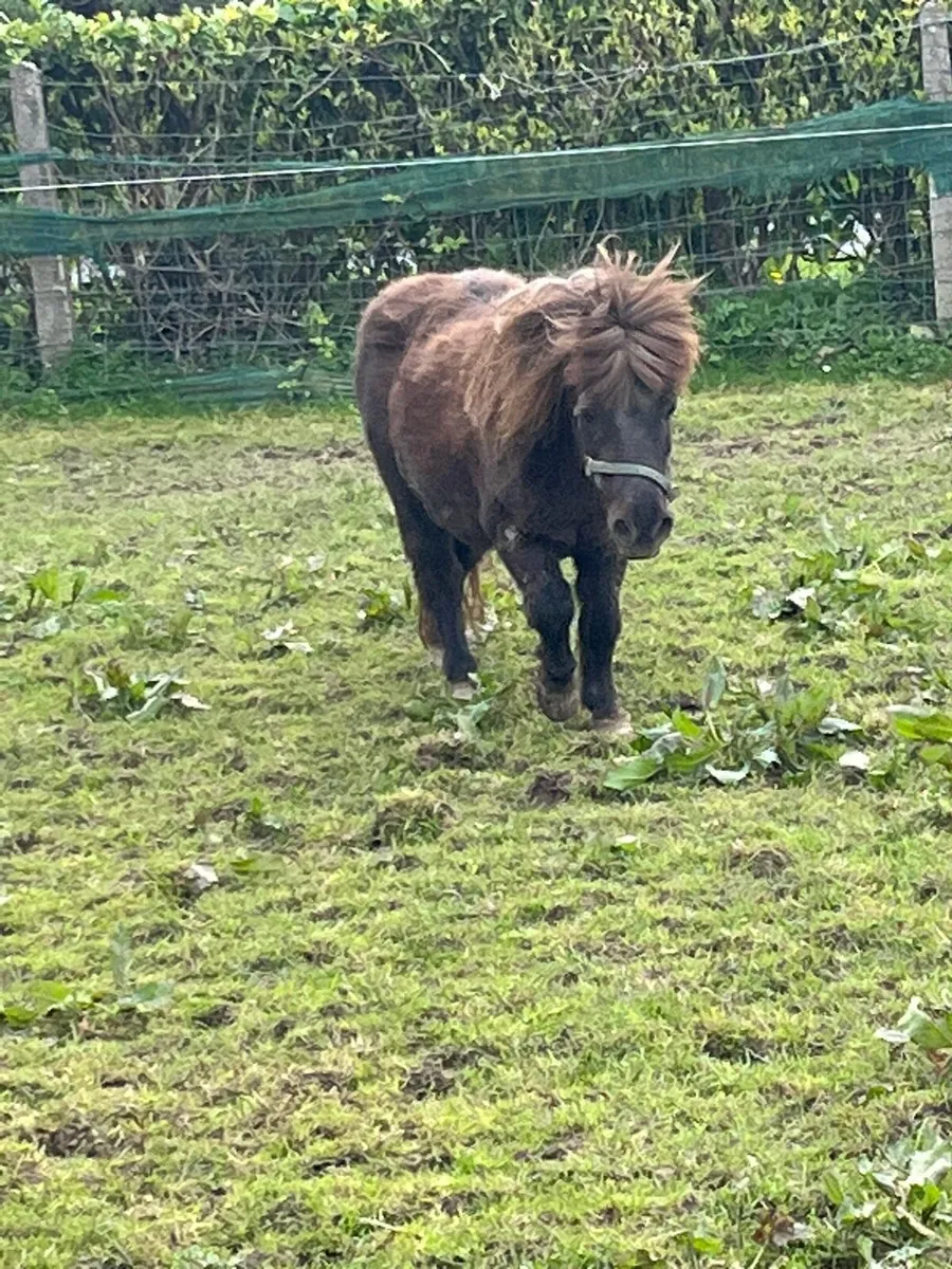 Shetland mare - Image 1