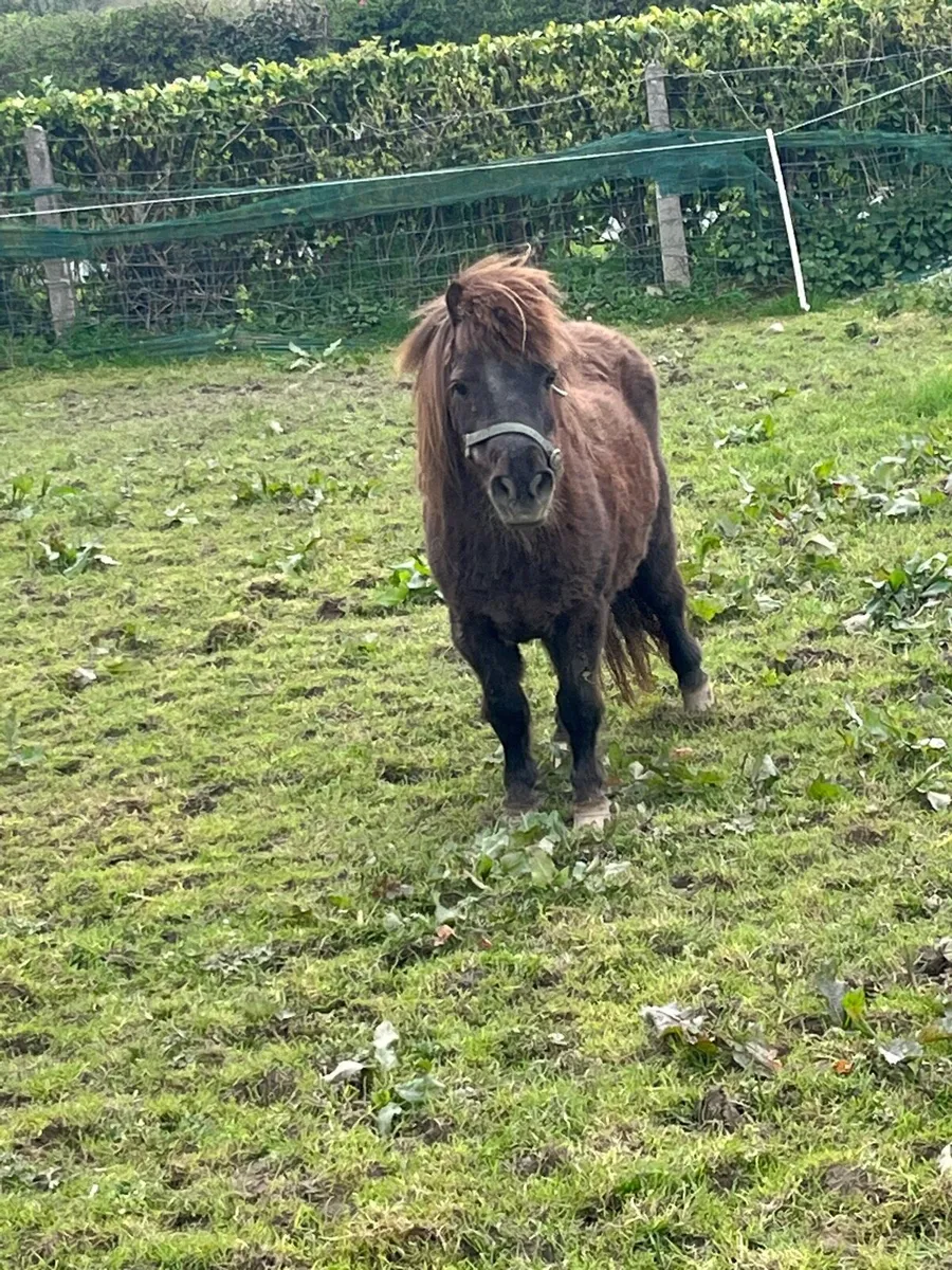 Shetland mare - Image 2