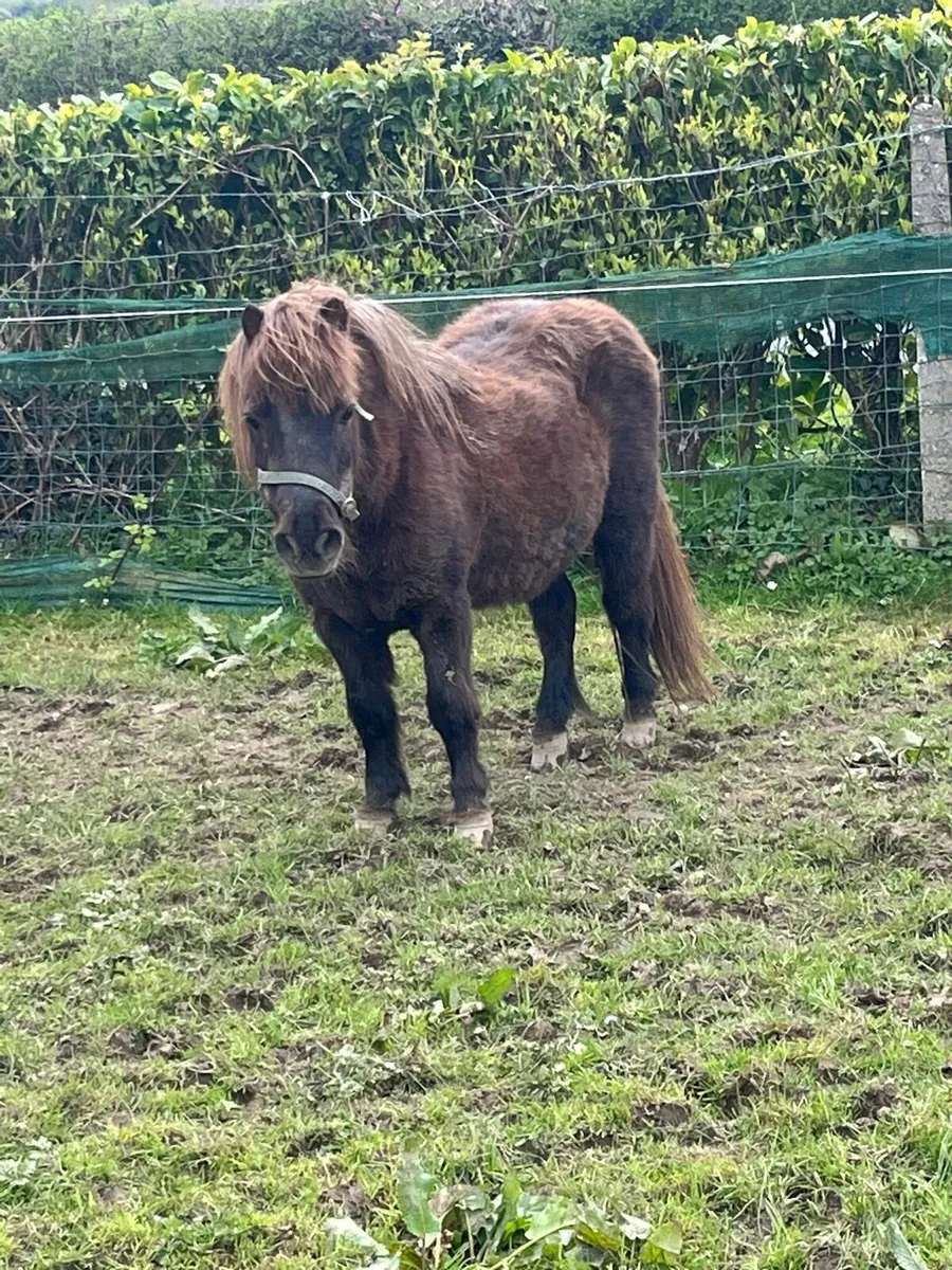 Shetland mare - Image 3