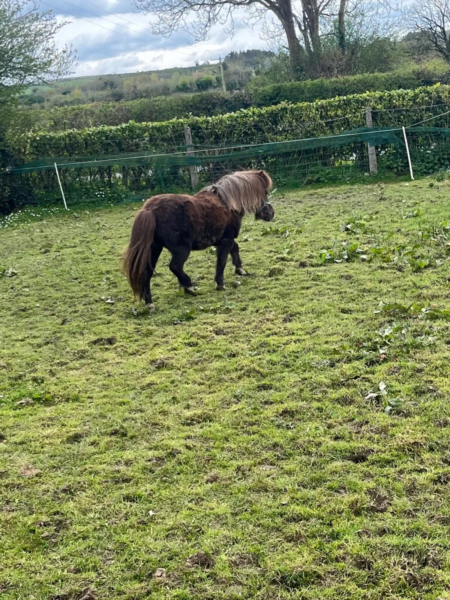 Shetland mare - Image 4