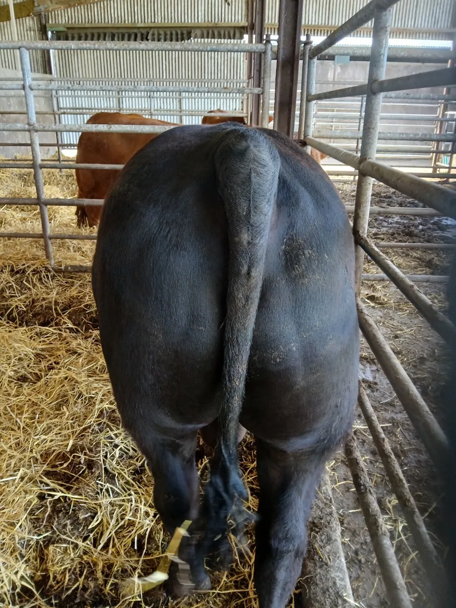 Angus bulls - Image 2