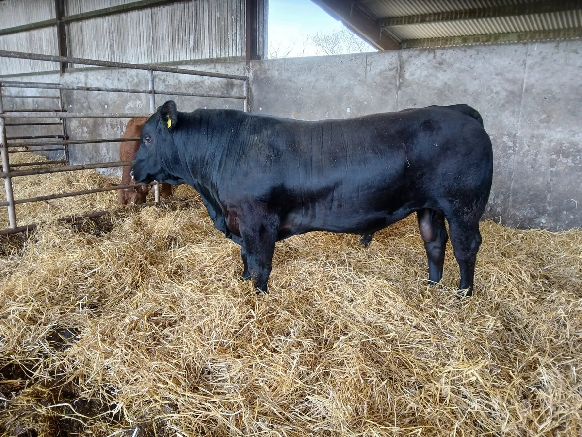 Angus bulls - Image 1