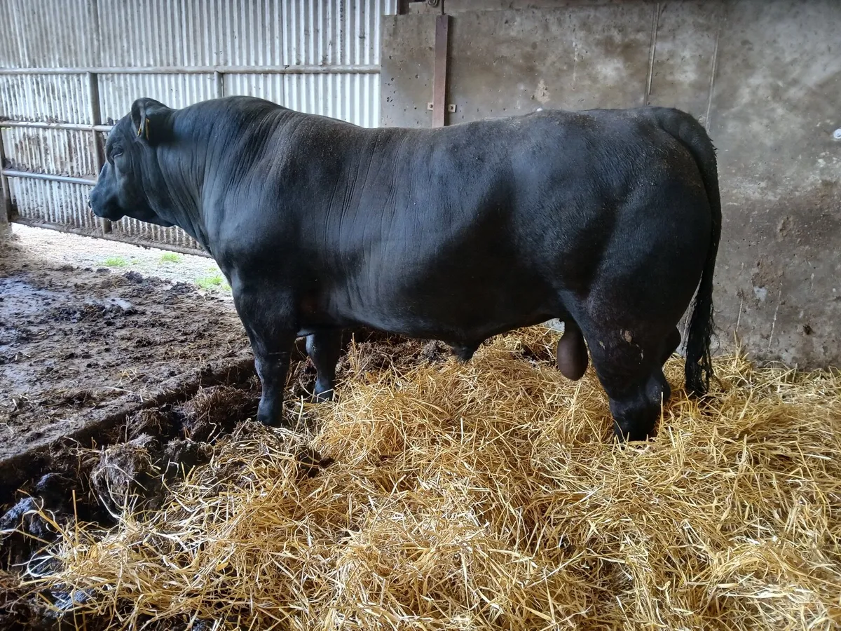 Angus bulls - Image 3
