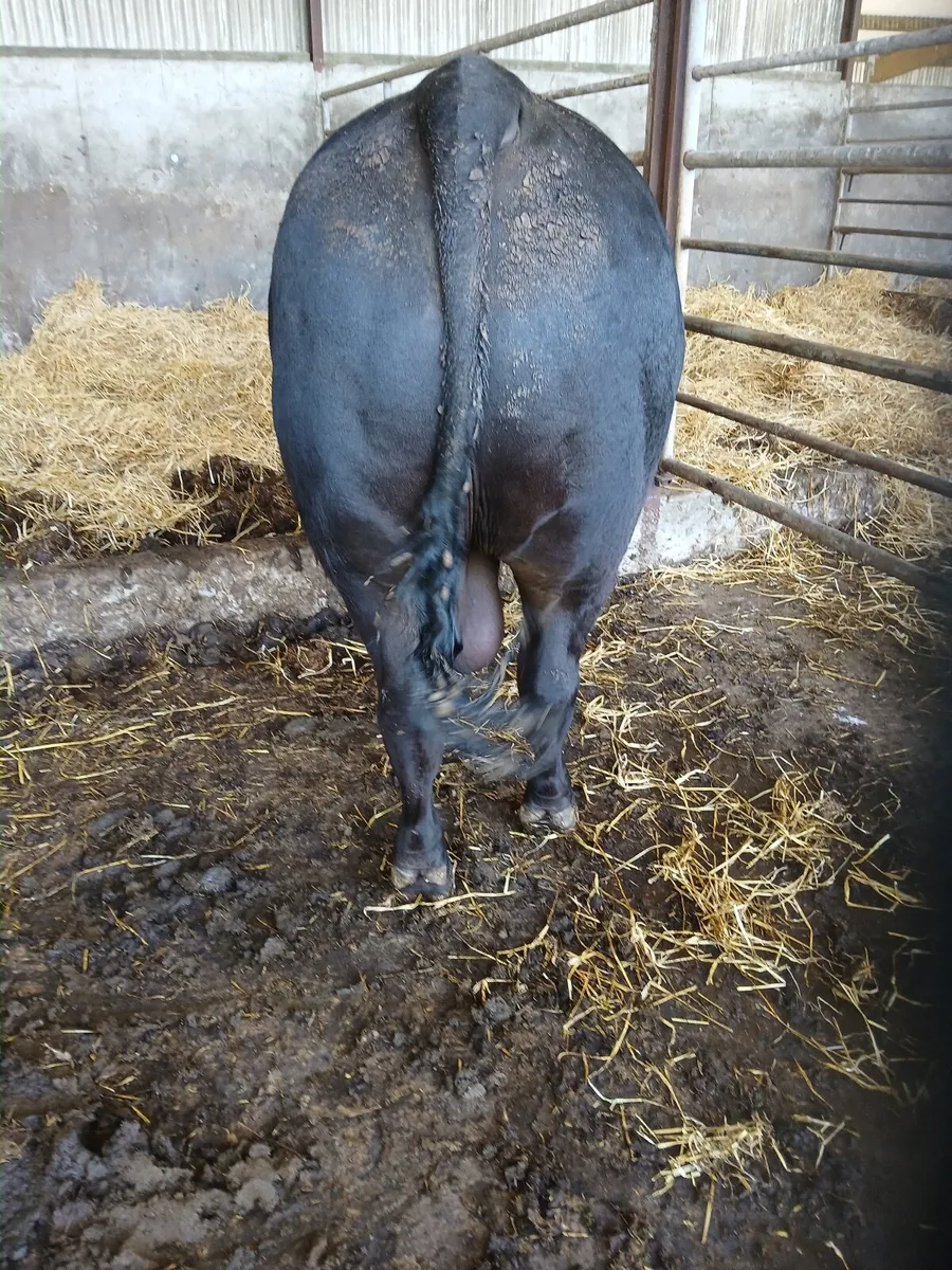 Angus bulls - Image 4