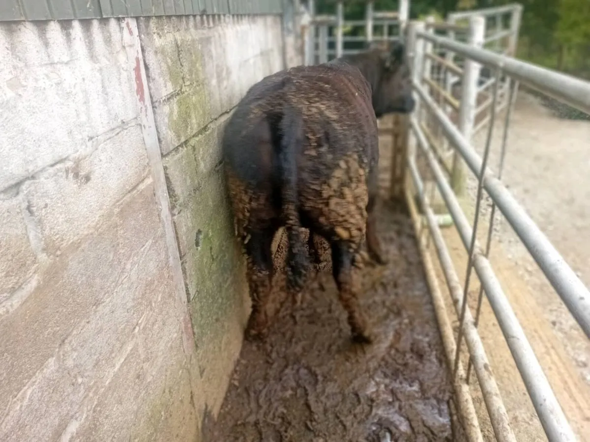 Yearling lmx heifer - Image 1