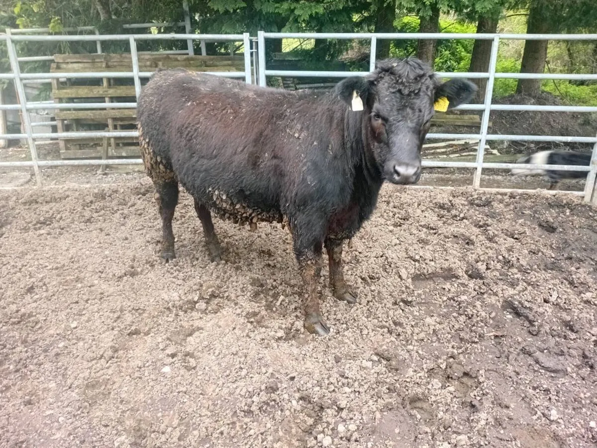 Yearling lmx heifer - Image 4