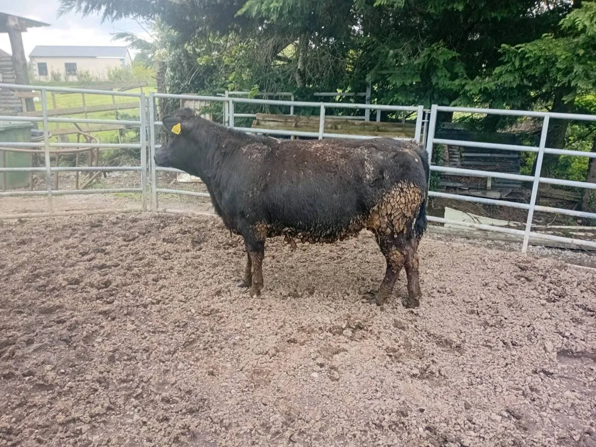 Yearling lmx heifer - Image 2