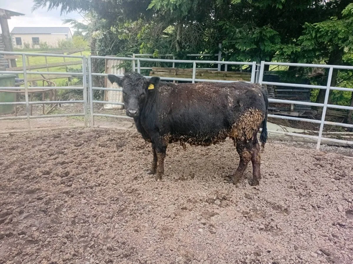 Yearling lmx heifer - Image 3