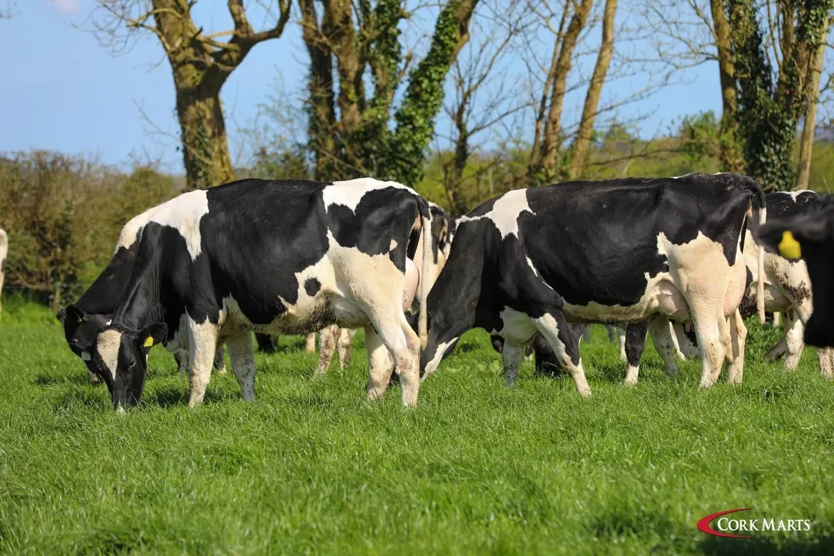 REDUCTION SALE 90 DAIRY BANDON MART THUR 23RD APR - Image 1