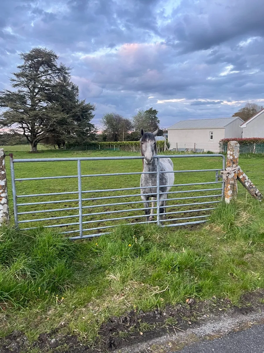 Connemera foal - Image 1