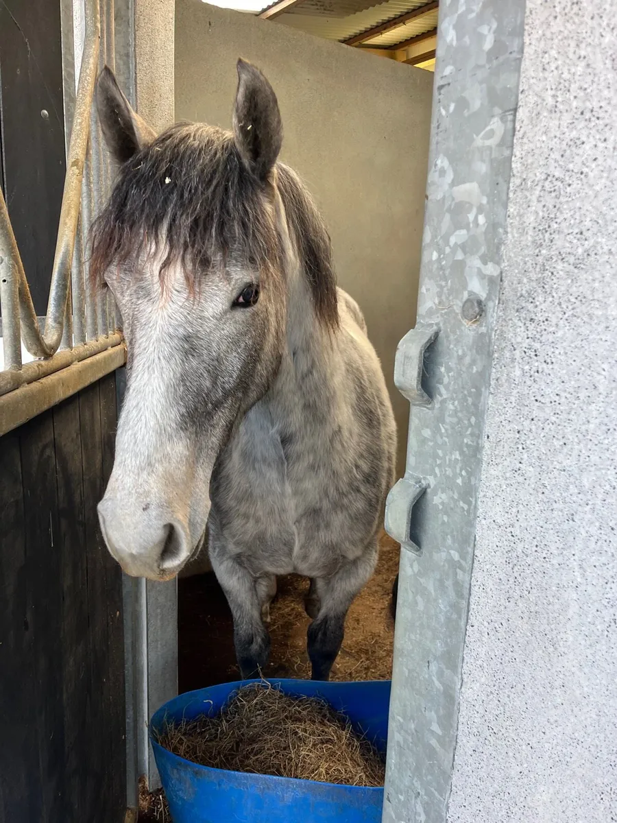 Connemera foal - Image 2