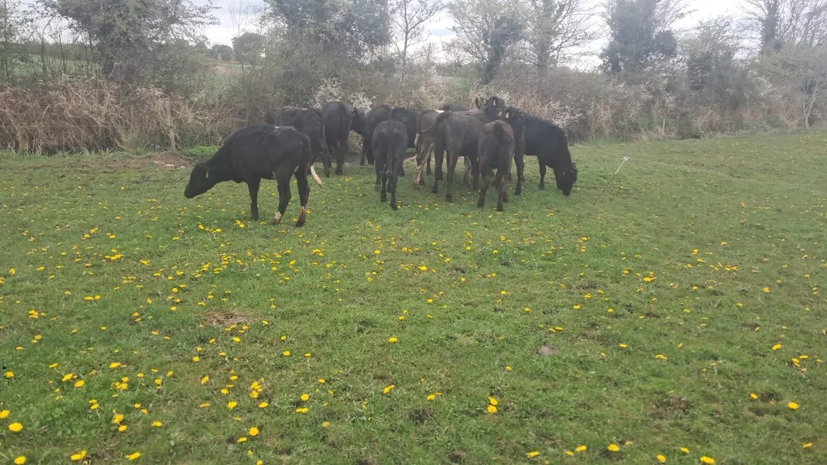 12 heffirs - Image 2