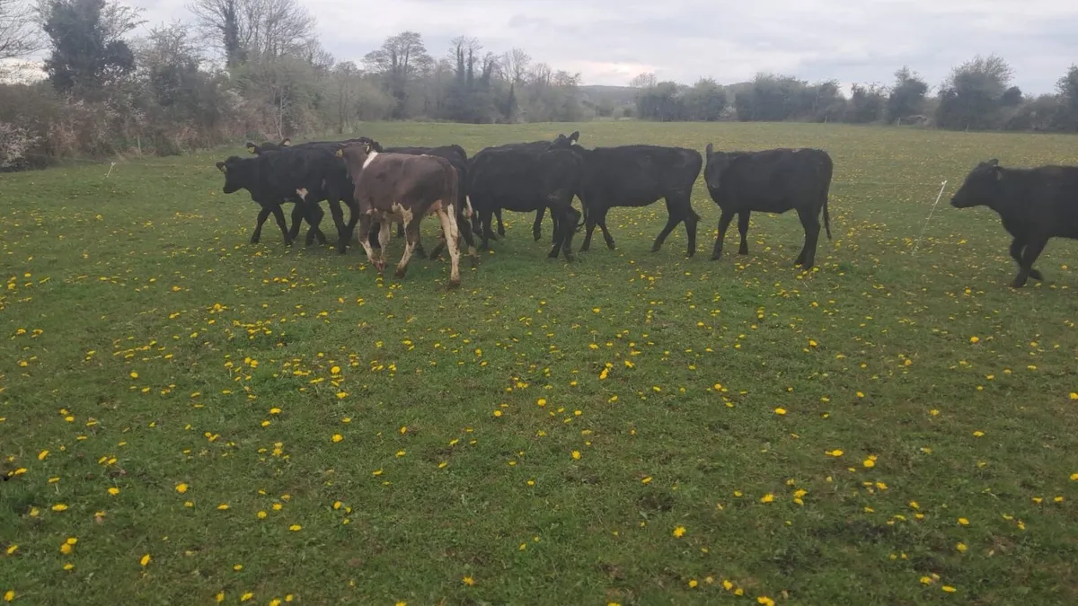 12 heffirs - Image 3