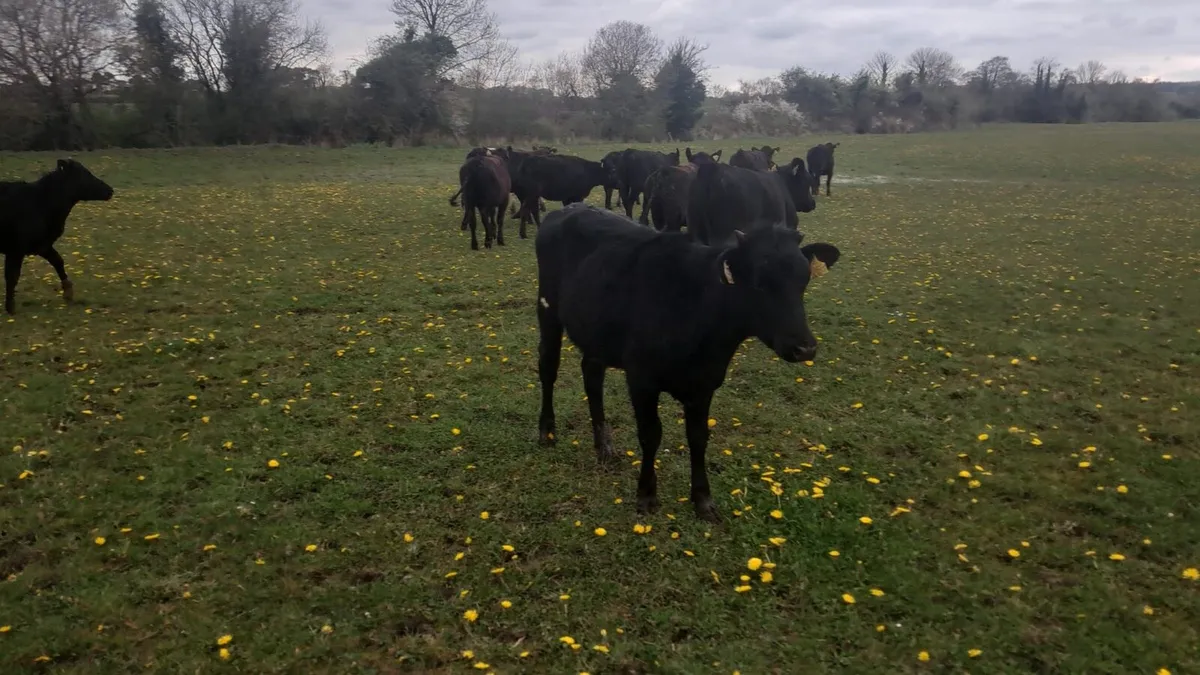 12 heffirs - Image 1