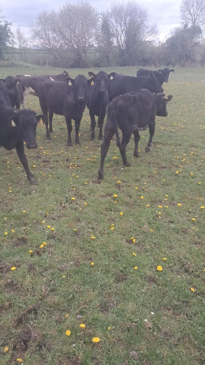 12 heffirs - Image 4