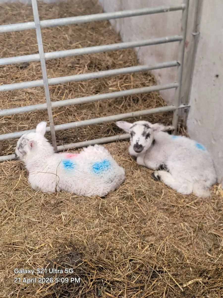 2 lambs