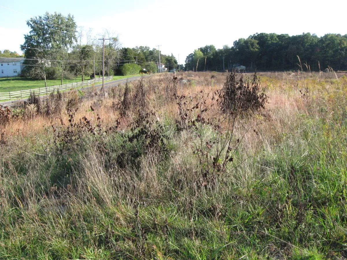 Looking to buy our rent  Overgrown or unused land