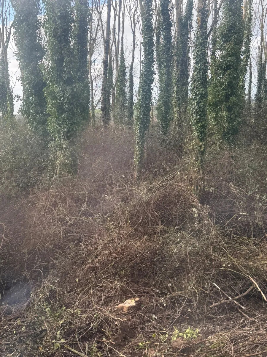 Ash forestry firwood wanted - Image 2