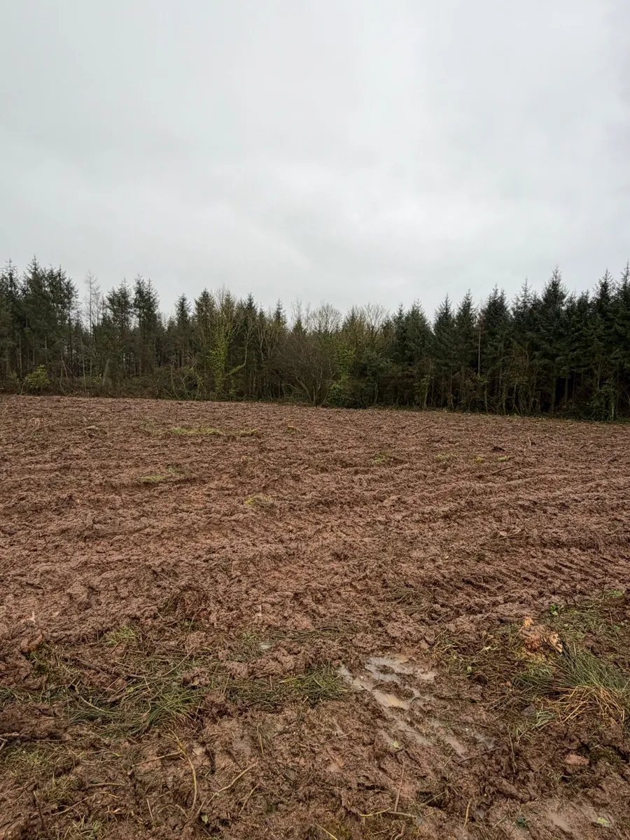 Ash forestry firwood wanted - Image 3