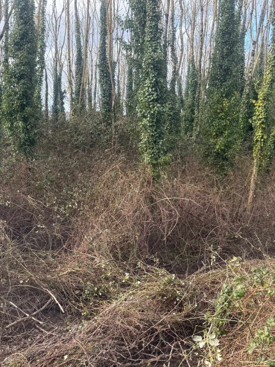 Ash forestry firwood wanted - Image 4