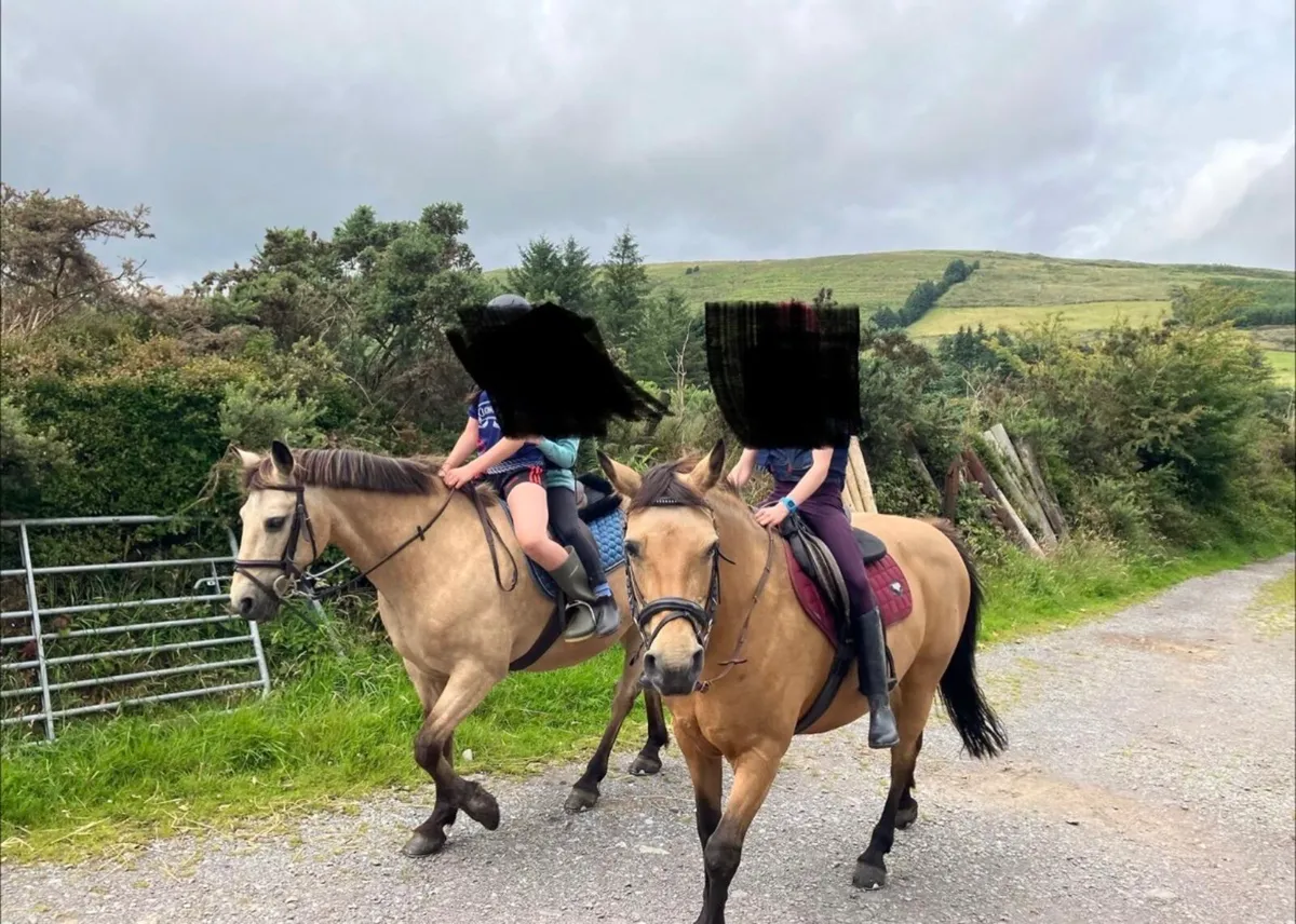 2 x Connemera Ponies - Image 1