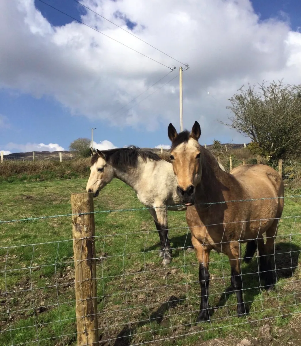 2 x Connemera Ponies - Image 2