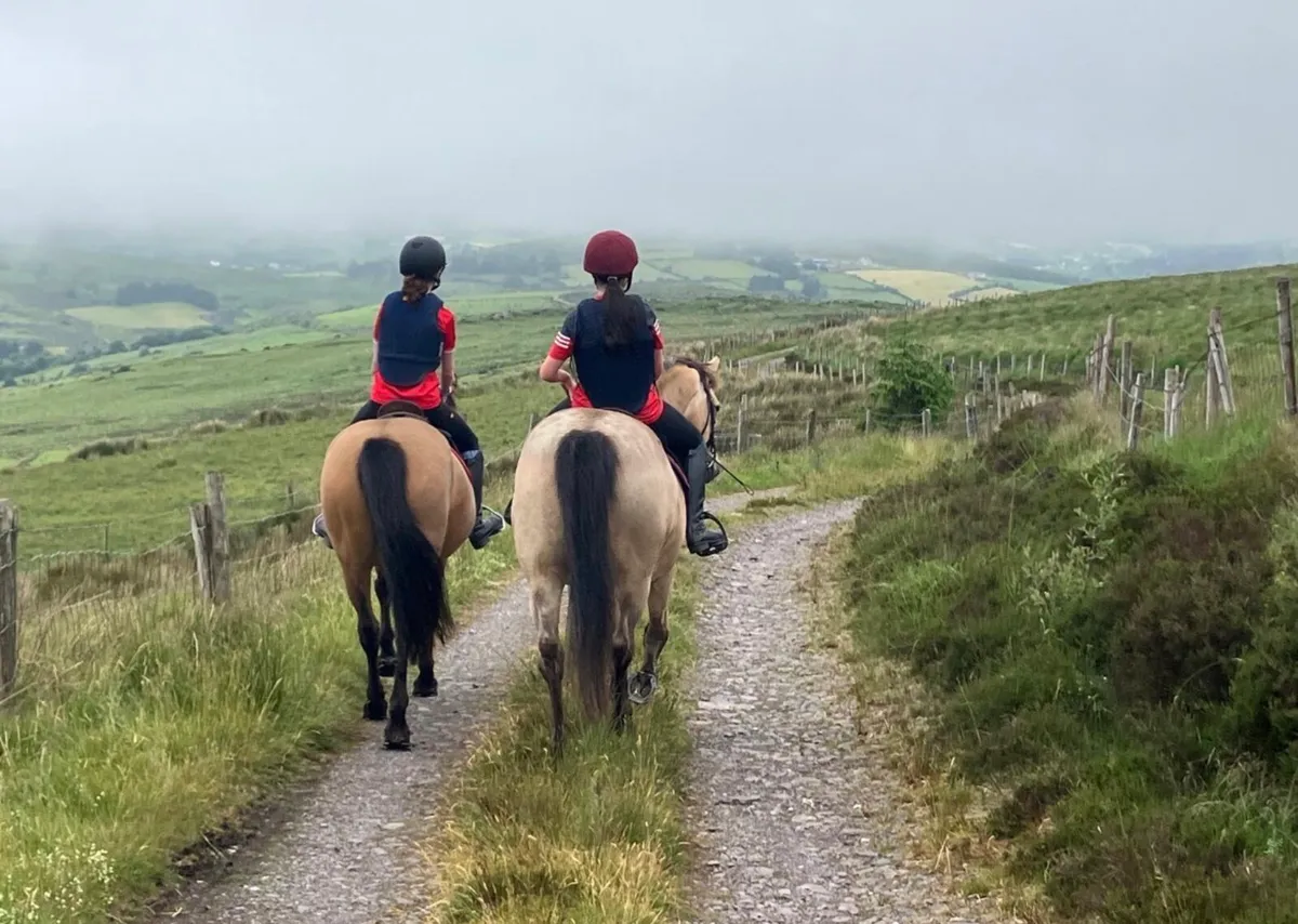 2 x Connemera Ponies - Image 3