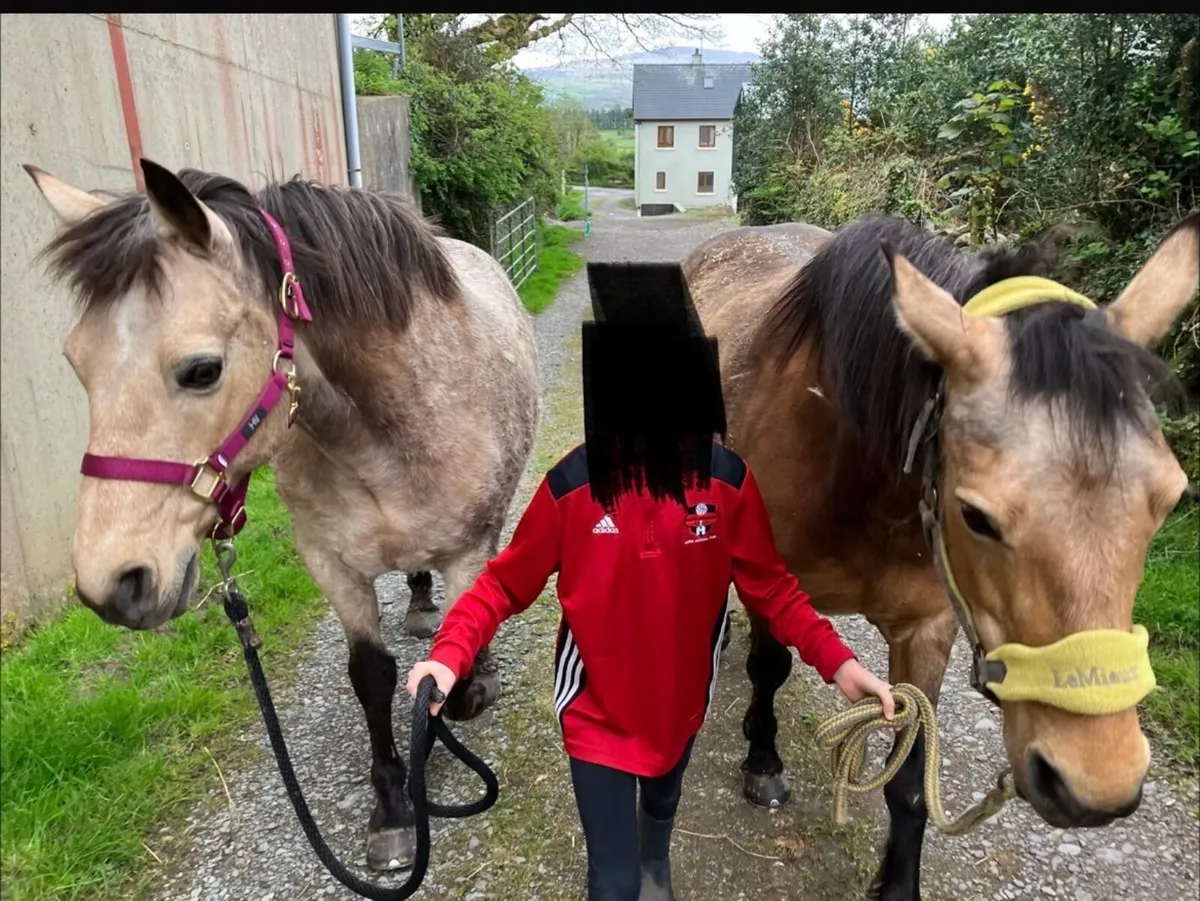 2 x Connemera Ponies - Image 4