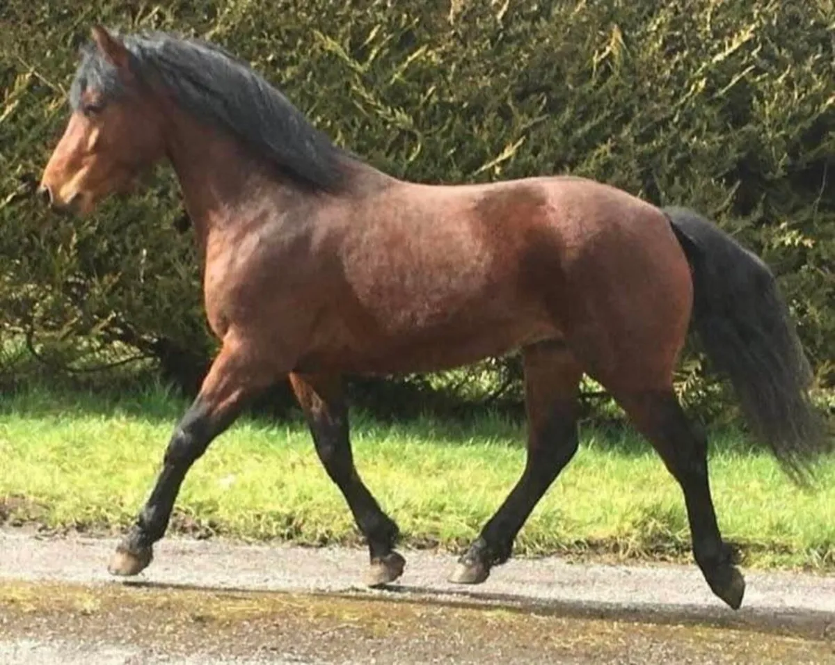 Class One Connemara Stallion At Stud - Image 1