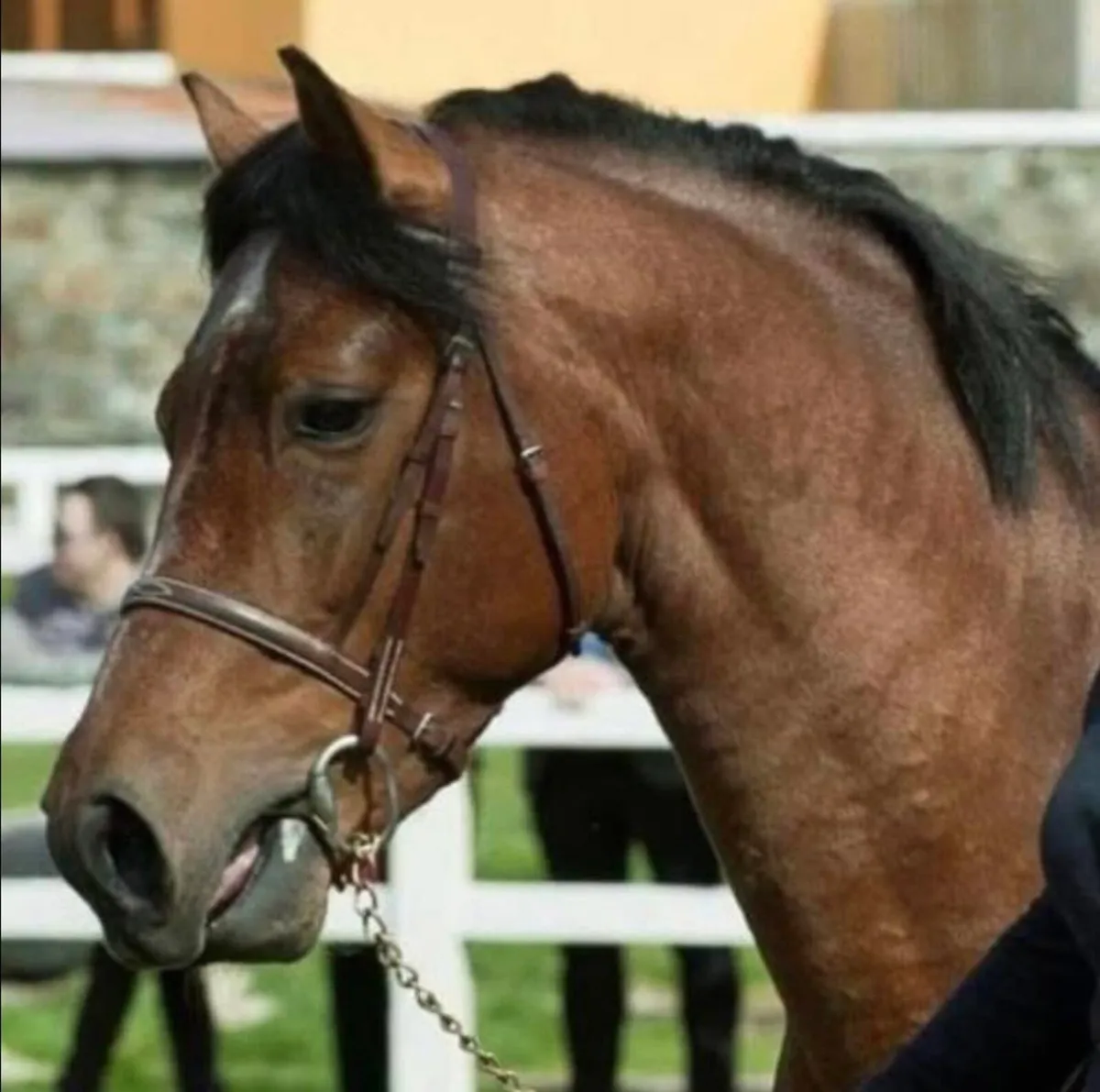Class One Connemara Stallion At Stud - Image 3
