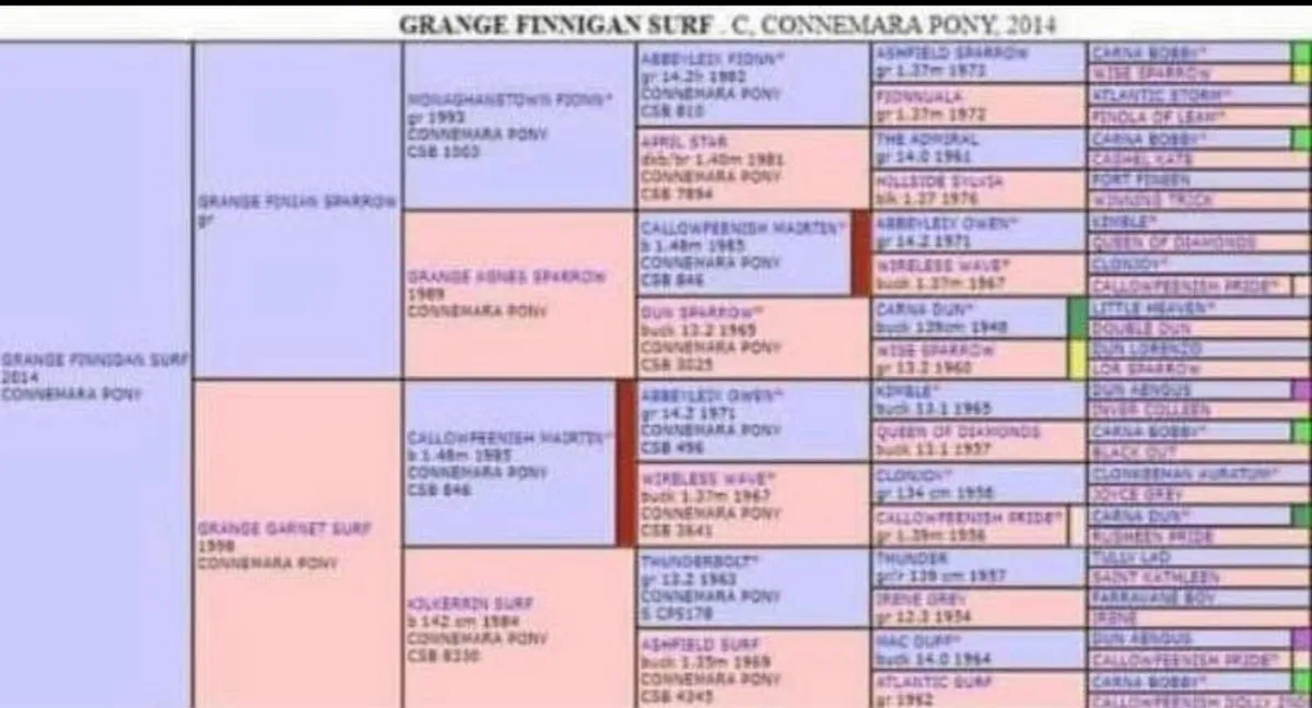 Class One Connemara Stallion At Stud - Image 4