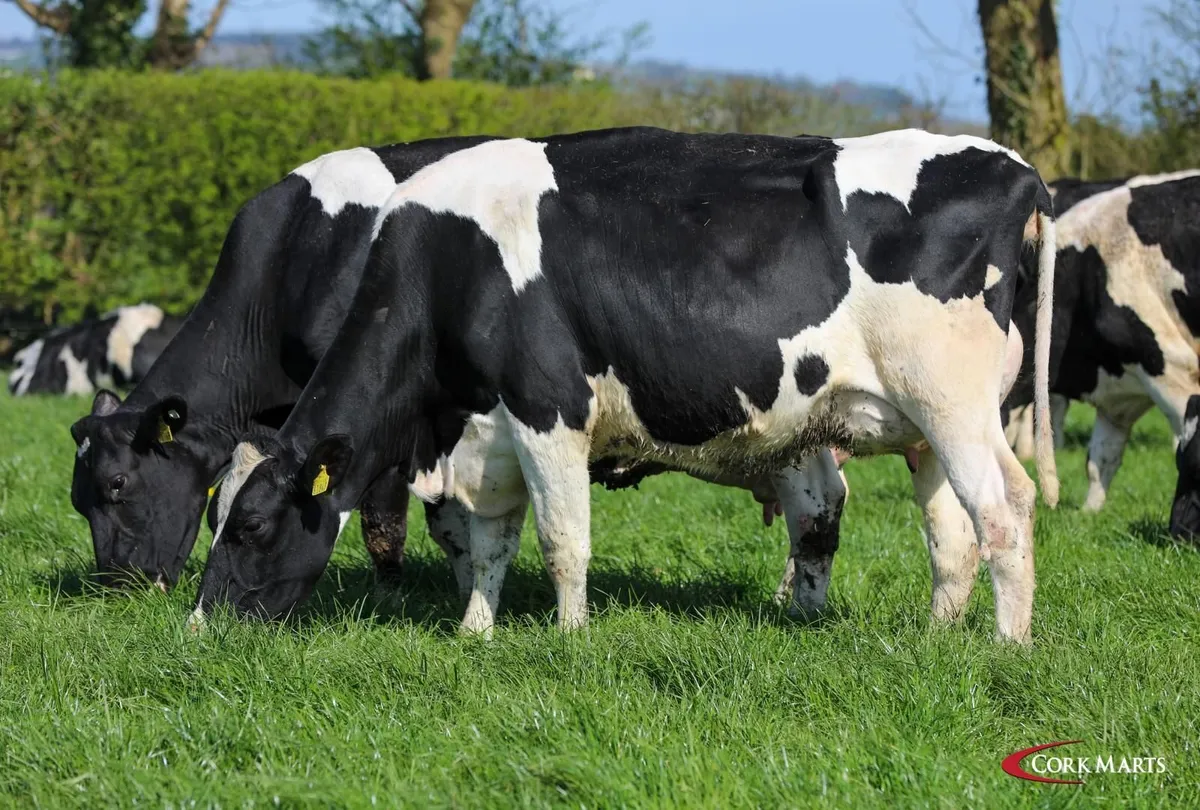 REDUCTION SALE 90 DAIRY BANDON MART THUR 23RD APR - Image 2