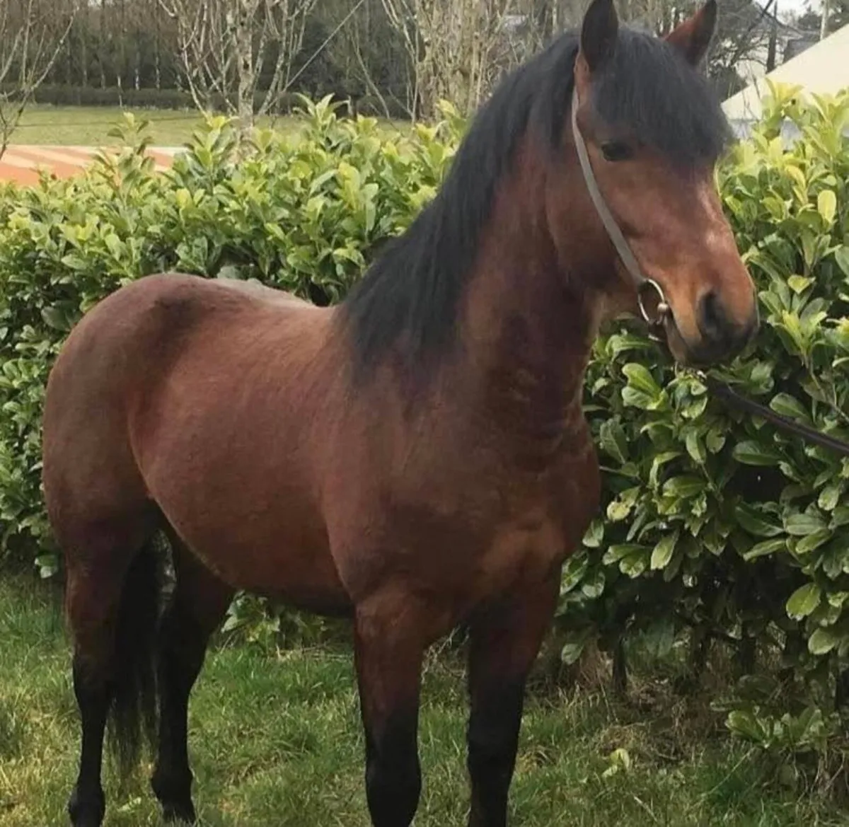 Class One Connemara Stallion At Stud - Image 2