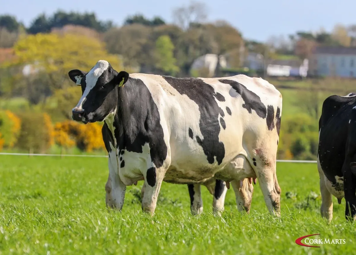 REDUCTION SALE 90 DAIRY BANDON MART THUR 23RD APR - Image 3