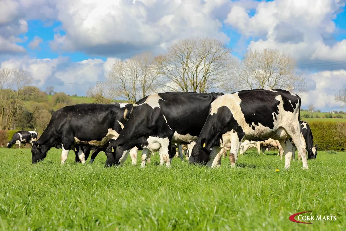 REDUCTION SALE 90 DAIRY BANDON MART THUR 23RD APR - Image 4