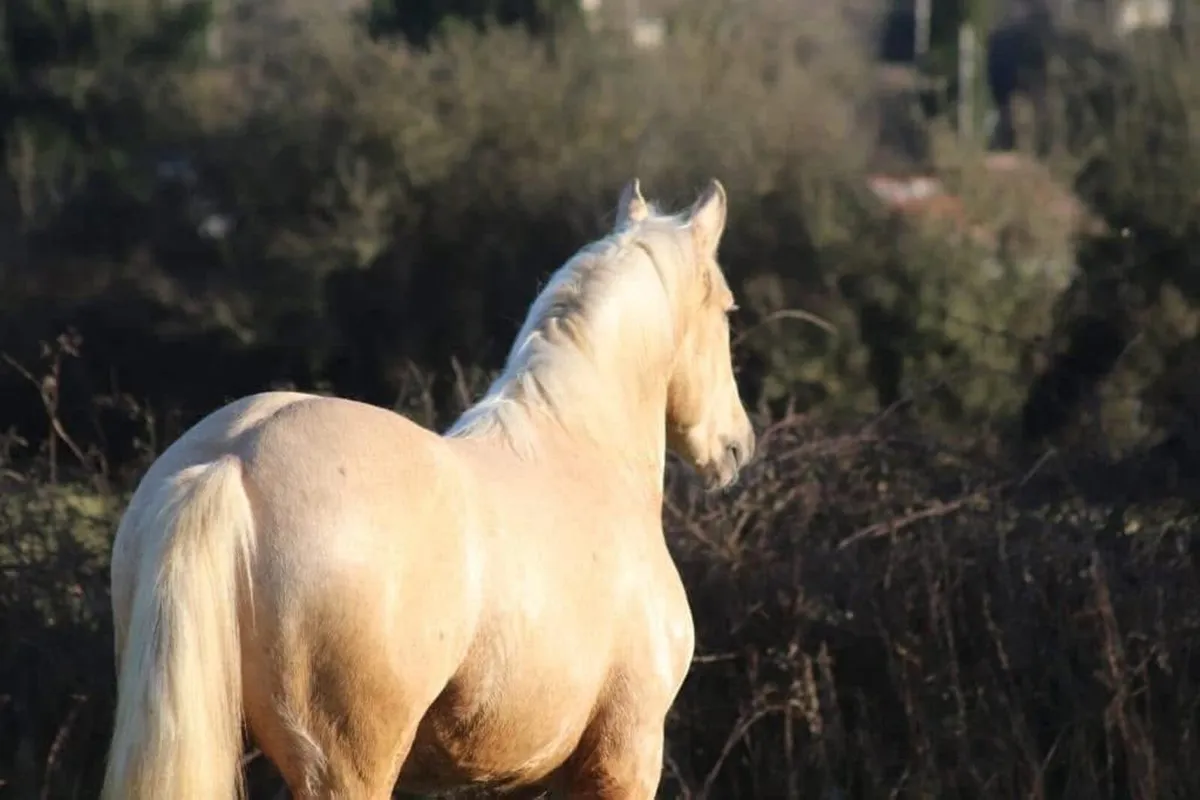 *AT STUD* Cappa Chino ID Palomino Stallion - Image 1