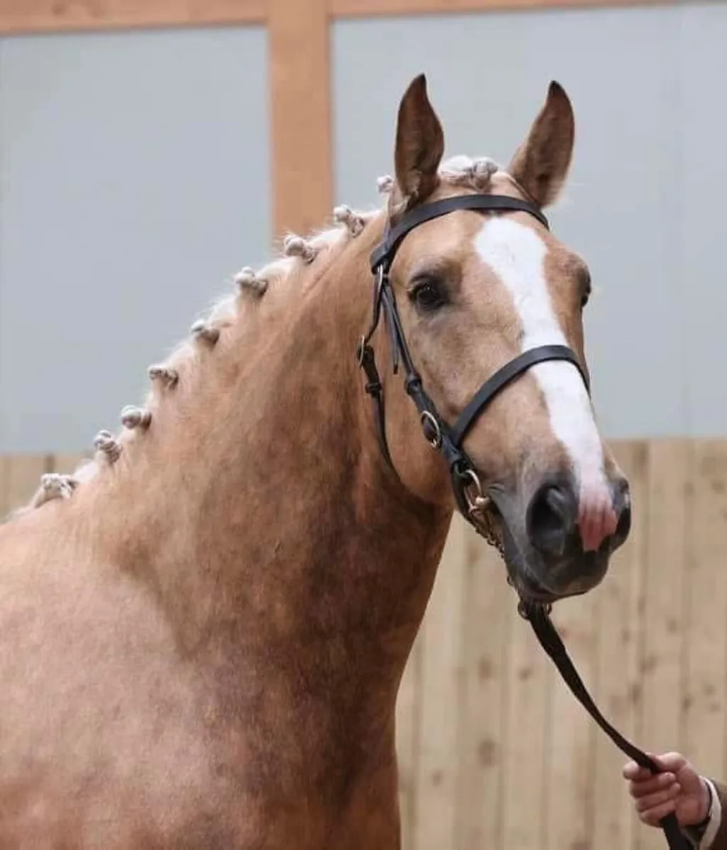 *AT STUD* Cappa Chino ID Palomino Stallion - Image 3